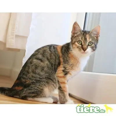 Lilu, Mischling - Katze