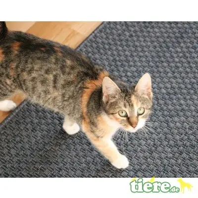 Lilu, Mischling - Katze