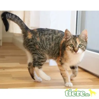 Lilu, Mischling - Katze