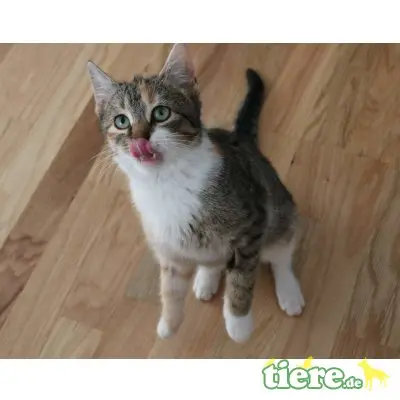 Lilu, Mischling - Katze