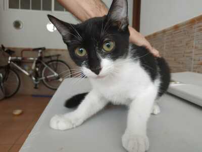 Limón und Aguacate, Europäische Hauskatze Jungtier - Kater