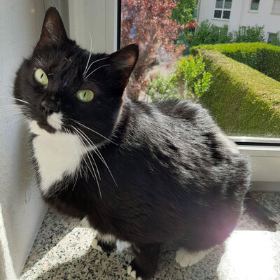 Lina, Eur. Kurzhaar - Katze