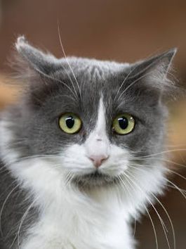 Lina geb. Januar 2022, Europäisch Langhaar - Katze
