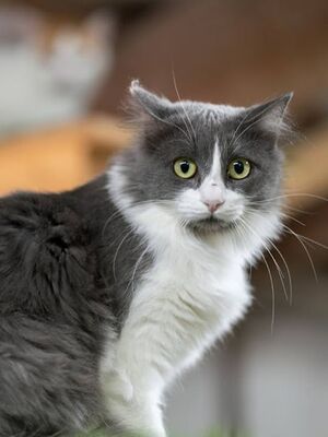 Lina geb. Januar 2022, Europäisch Langhaar - Katze