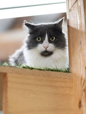 Lina geb. Januar 2022, Europäisch Langhaar - Katze