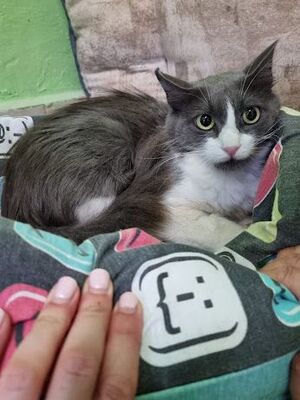 Lina geb. Januar 2022, Europäisch Langhaar - Katze