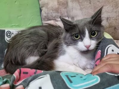 Lina geb. Januar 2022, Europäisch Langhaar - Katze