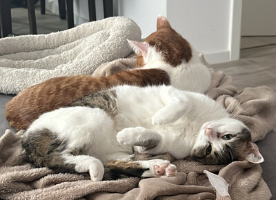 Lino, Europ. Kurzhaar - Kater
