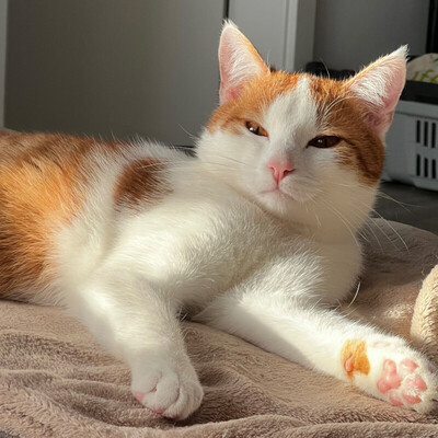 Lino, Europ. Kurzhaar - Kater