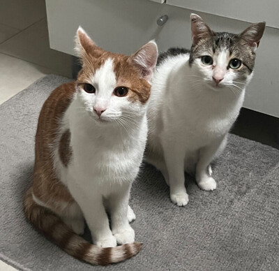 Lino, Europ. Kurzhaar - Kater