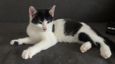 Lino und Mika, Hauskatze Jungtier - Kater