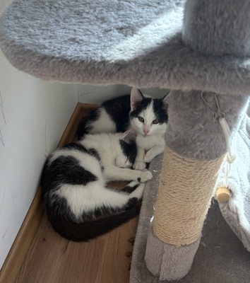 Lino und Mika, Hauskatze Jungtier - Kater