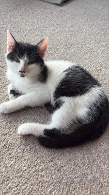 Lino und Mika, Hauskatze Jungtier - Kater