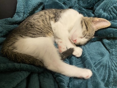 Lisa, Hauskatze Jungtier - Katze