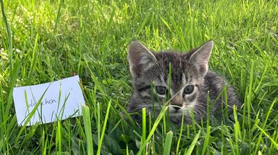 Lisa, Hauskatze Jungtier - Katze
