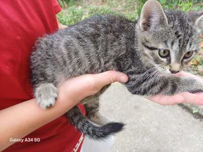 Lisa, Hauskatze Jungtier - Katze