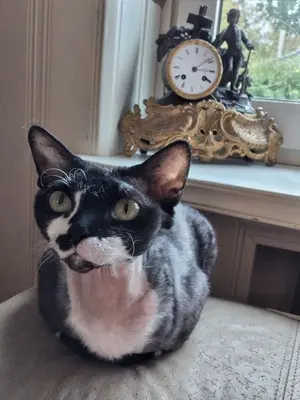Lissa, Devon Rex - Katze