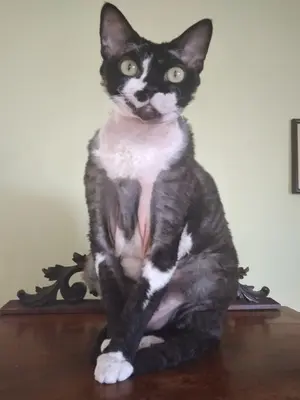 Lissa, Devon Rex - Katze