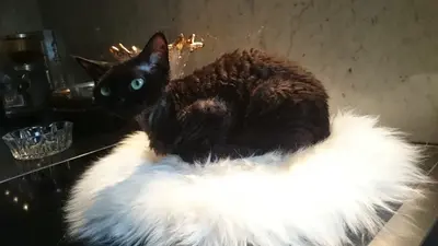 Lissa, Devon Rex - Katze