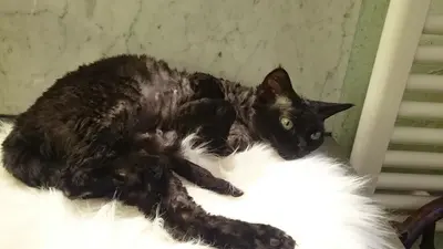 Lissa, Devon Rex - Katze