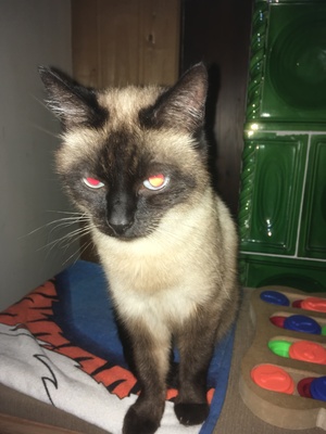 Lissy, Siam-Europäisch-Kurzhaar - Katze