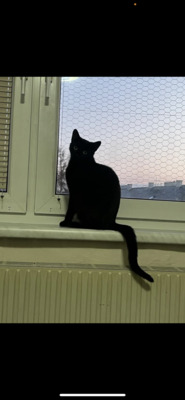 Lizzy und Nero, Hauskatzen - Kater