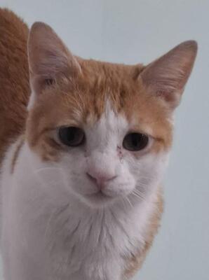 Loki, Europäisch Kurzhaar - Kater