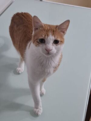 Loki, Europäisch Kurzhaar - Kater