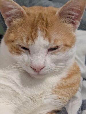 Loki, Europäisch Kurzhaar - Kater