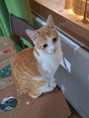 Loki, Europäisch Kurzhaar - Kater