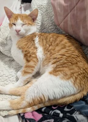 Loki, Europäisch Kurzhaar - Kater