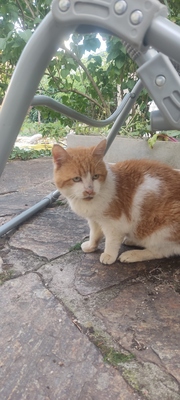 Loki, Hauskatze - Kater