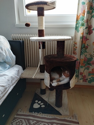 Loki, Kreuzung Jungtier - Kater