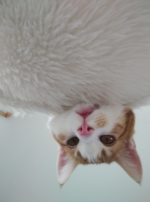 Loki, mix Jungtier - Kater