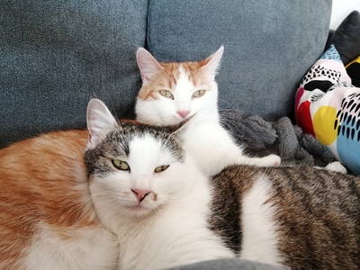 Loki und Freya, Hauskatze - Kater 1