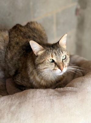 Lola (geb. Sep. 24), EKH - Katze