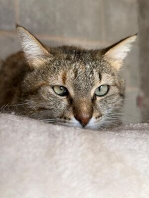 Lola (geb. Sep. 24), EKH - Katze