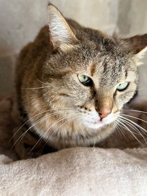 Lola (geb. Sep. 24), EKH - Katze