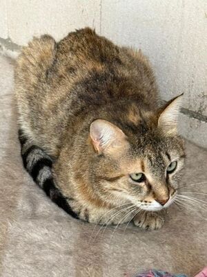 Lola (geb. Sep. 24), EKH - Katze