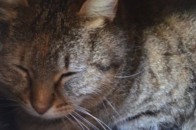 Lola (geb. Sep. 24), EKH - Katze