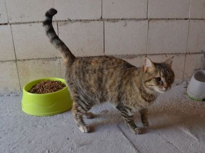 Lola (geb. Sep. 24), EKH - Katze
