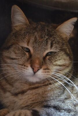 Lola (geb. Sep. 24), EKH - Katze
