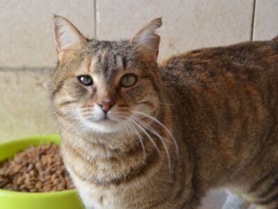 Lola (geb. Sep. 24), EKH - Katze