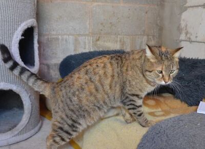 Lola (geb. Sep. 24), EKH - Katze