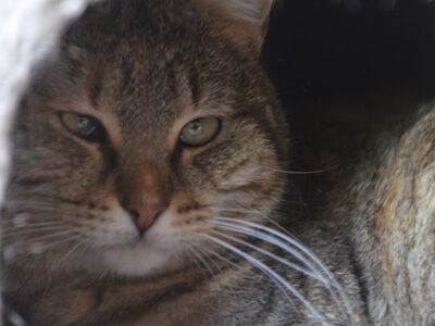 Lola (geb. Sep. 24), EKH - Katze