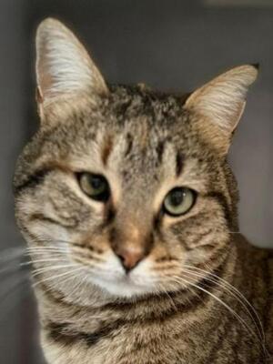 Lola (geb. Sept. 2022) - EKH-Katze