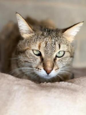 Lola (geb. Sept. 2022) - EKH-Katze, EKH - Katze