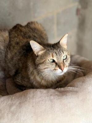 Lola (geb. Sept. 2022) - EKH-Katze, EKH - Katze