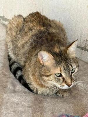 Lola (geb. Sept. 2022) - EKH-Katze, EKH - Katze