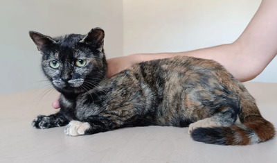 Lola - ruhiges Schildplattmädchen sucht DRINGEND Zuhause, EKH - Katze